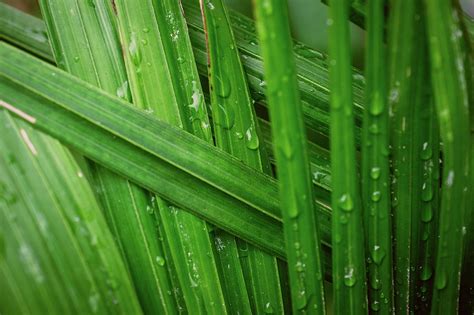 Weaved Tall Grass Photograph By Shauna Collins Pixels