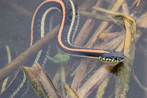 Garter Snake Facts Size Diet Pictures All Animal Facts