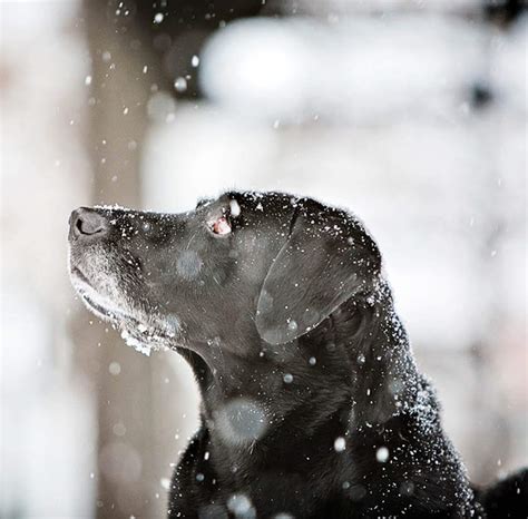 A White Christmas With Cats And Dogs Poisoned Pets Pet Food Safety News