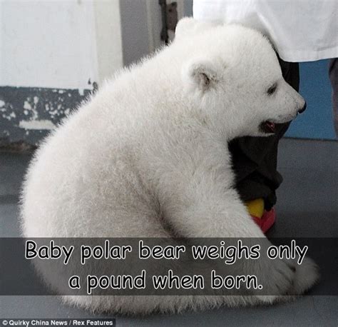 Interesting Facts About Polar Bears