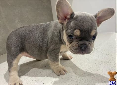 French Bulldog Puppy For Sale Micky And Lilly French Bulldog Puppy 2