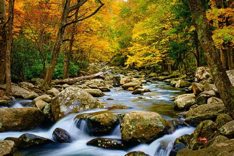 Autumn Leaves Rushing Stream Smokey Mountains Stock Image Image Of