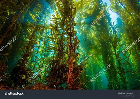 Giant Seaweed Underwater World Underwater Seaweed Stock Photo