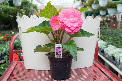 Tuberous Begonia Non Stop Pink Medary Acres