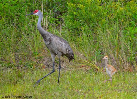 Sandhill Crane Babies Are Referred To As Colts Because Of Their Strong