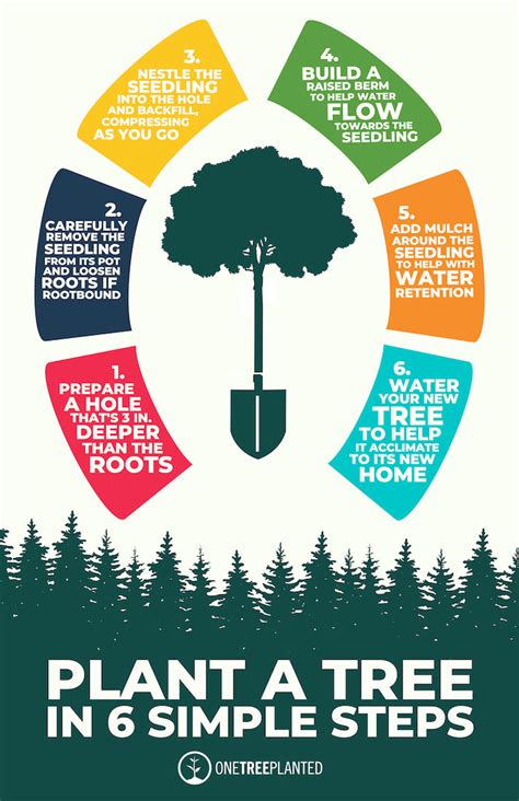 How To Plant A Tree To Help The Environment One Tree Planted