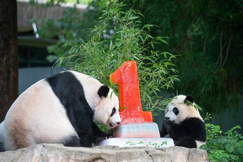 National Zoo Panda Cub Celebrates His First Birthday