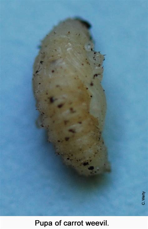 Pupa Vegetable And Fruit Insect Pest Management
