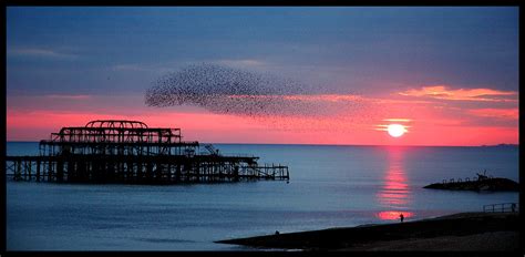 Starlings 5236b Dead Pier In Brighton The Secret Of The St Flickr