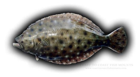 Flounder Png Isolated File Png Mart