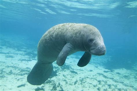10 Fun And Interesting Manatees Facts