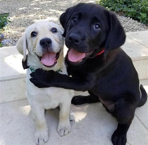 Lovely Brothers Cute Happy Dog Cute Baby Animals Cute Dogs