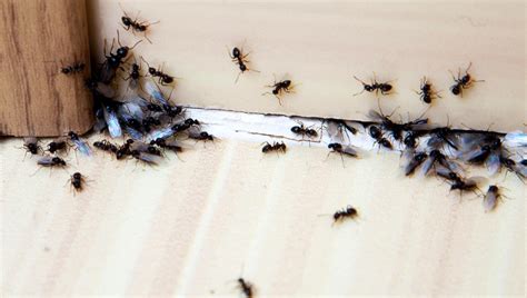 Viele tipps und tricks zum ameisen im haus loswerden oder zum ameisenfalle bauen. Warum kommen Ameisen ins Haus und wie kann ich sie ...