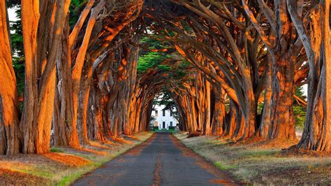 Autumn Leaf Road Tunnel Of Trees