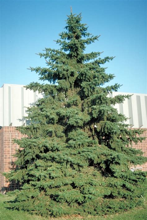 Picea Glauca White Spruce 7 Ft Trees Siteone