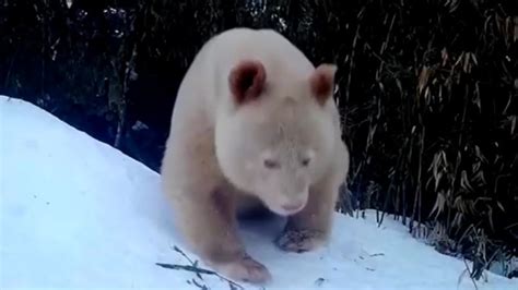 Movements Of Rare Albino Giant Panda Spotted In Chinese Nature Reserve