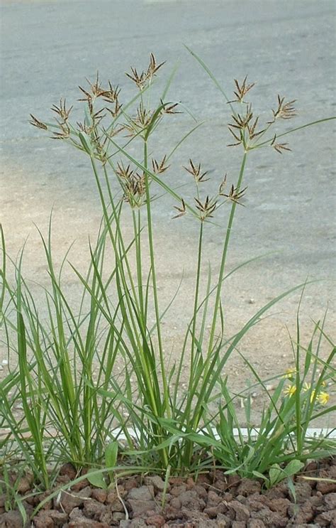 Rumput hias kebanyakan di manfaatkan sebagai hiasan taman, sedangkan untuk hiasan ruangan biasanya menggunakan. Mewarnai Sketsa Gambar Rumput Teki Terbaru - KataUcap