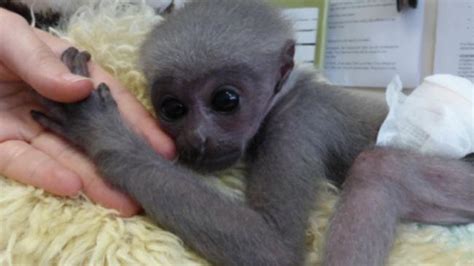 Perth Zoo Round The Clock Fight To Save Baby Javan Gibbon Owa Perthnow