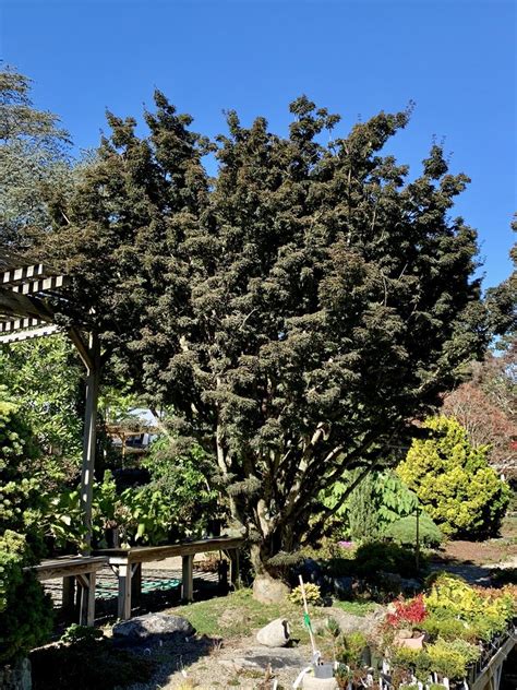 Acer palmatum 'shishigashira' this japanese maple has a dense, upright habit. Buy Acer palmatum 'Shishigashira' Lion's Head Japanese ...