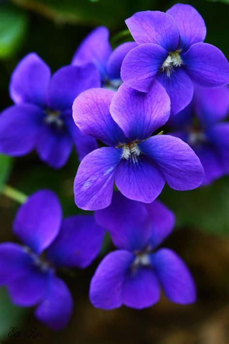 Lovely Violets By Eva Rios Ortega 500px Violet Flower Beautiful