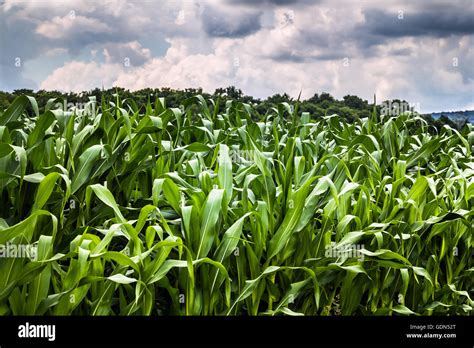 Corn Field Closeup Landscape Cloudy Sky Stock Photo Alamy