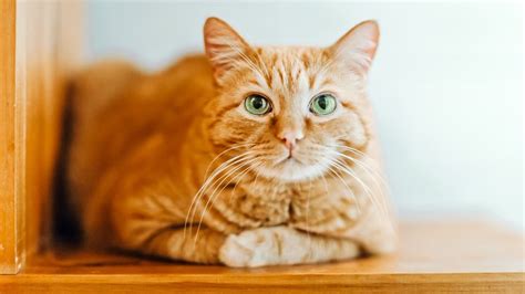 10 orange tabby cat facts that may surprise you trendradars