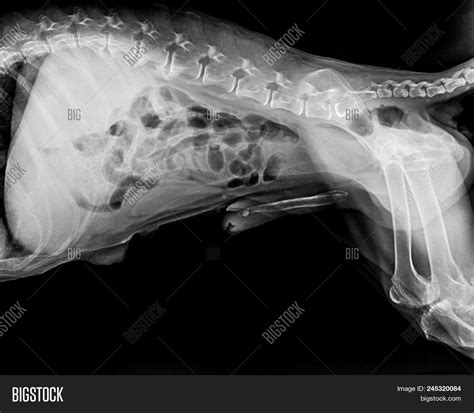 X Ray Film Dog Lateral Image And Photo Free Trial Bigstock