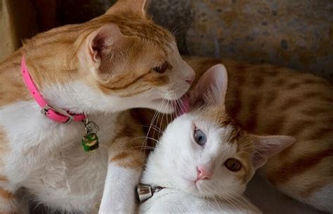 Secret Tips For Making Two Cats Friends 6 Easy Ways Introduce Two Cats