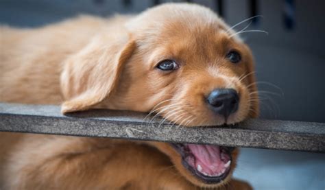 One reader asks what to do about her puppy that won't stop biting and attacking her legs and clothes. Aggressive Puppy - How To Recognize And Treat Puppy Aggression