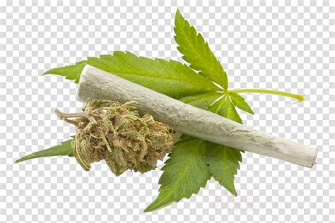 Smoking Joint Cannabis Png Clipart Cannabis Smoking Hd Png Download