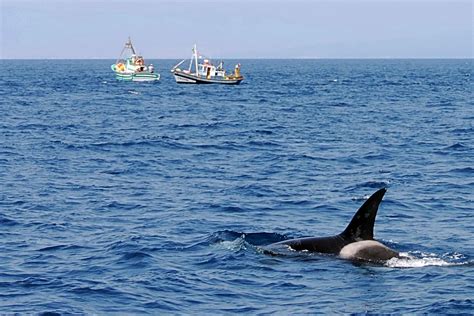 Researchers Puzzled By ‘crazy Killer Whales Attacking Boats Near Spain