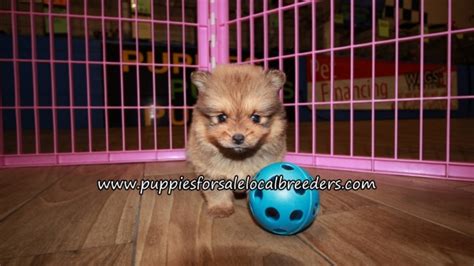 Puppies For Sale Local Breeders Cute Pomeranian Puppies For Sale