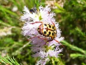Spotted Flower Chafer Beetle Polystigma Punctata Australian Plants