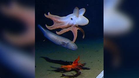 Scientists Capture The Worlds Deepest Octopus On Video And Its Adorable Live Science