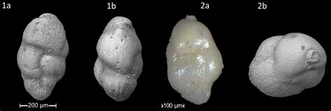Jm New Species Of Cenozoic Benthic Foraminifera From The Former