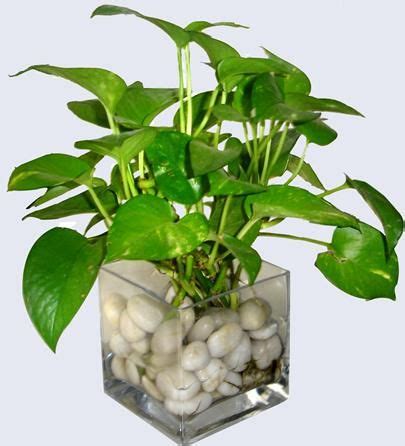 Live plants compete for nutrients and help starve out microbes that cause cloudy water. Water Money plant-Indoor plants, home plants, water plants ...