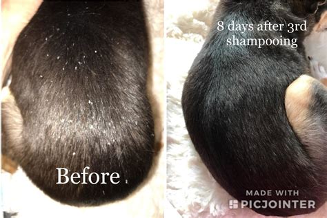 27 Dog Products With Satisfying Before And After Photos