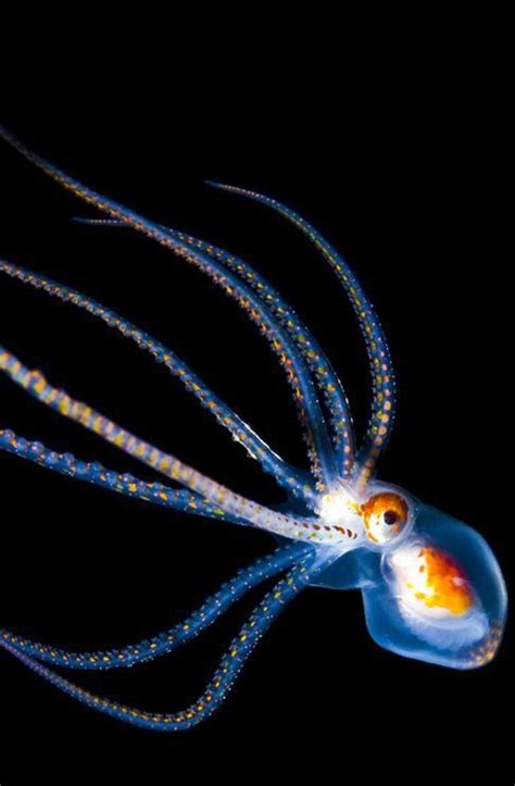 Translucent Octopus Jellyfish Octopus And Squid