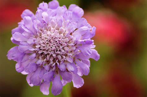 Scabious Scabiosa Columbaria Photograph By Maria Mosolovascience