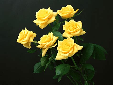 Yellow Rose Wallpapers Top Wallpaper Desktop