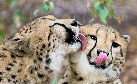 White Wolf Cheetah Calls To Mate With Sweet Sounds Of Love Video
