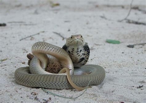 Mozambique Spitting Cobra Naja Mossambica By Aviadbr Via Flickr