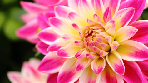 Dahlia Wallpaper 61 Pictures