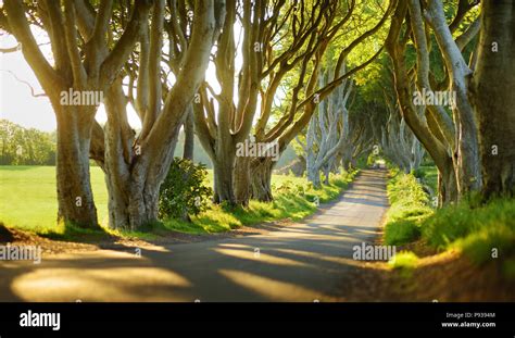 The Dark Hedges An Avenue Of Beech Trees Along Bregagh Road In County