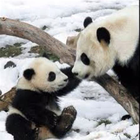 Baby And Mother Panda Such Cutiepies Baby Panda Pictures Baby