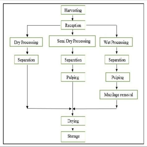 3 General Scheme Of Coffee Processing And Preparation Of Green Coffee