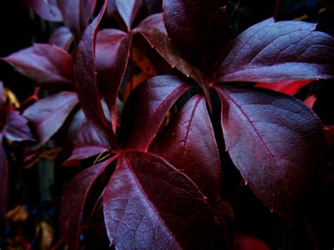 Red Leafed Plant · Free Stock Photo