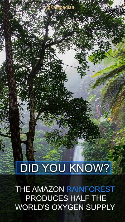 15 Facts About The Amazon Rainforest Kulturaupice