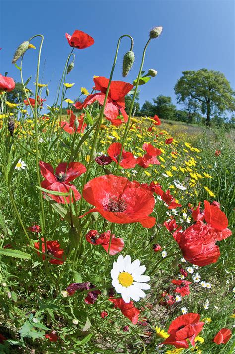 Poppies In Flower Growing Near The Military Cemetry Italy Photograph