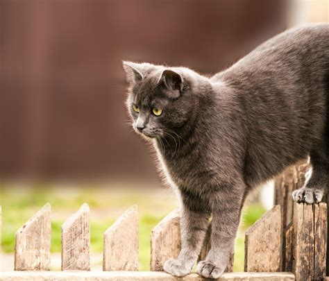 Russian Blue Mix Photos Thriftyfun